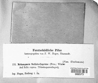 Melampsora caprearum image